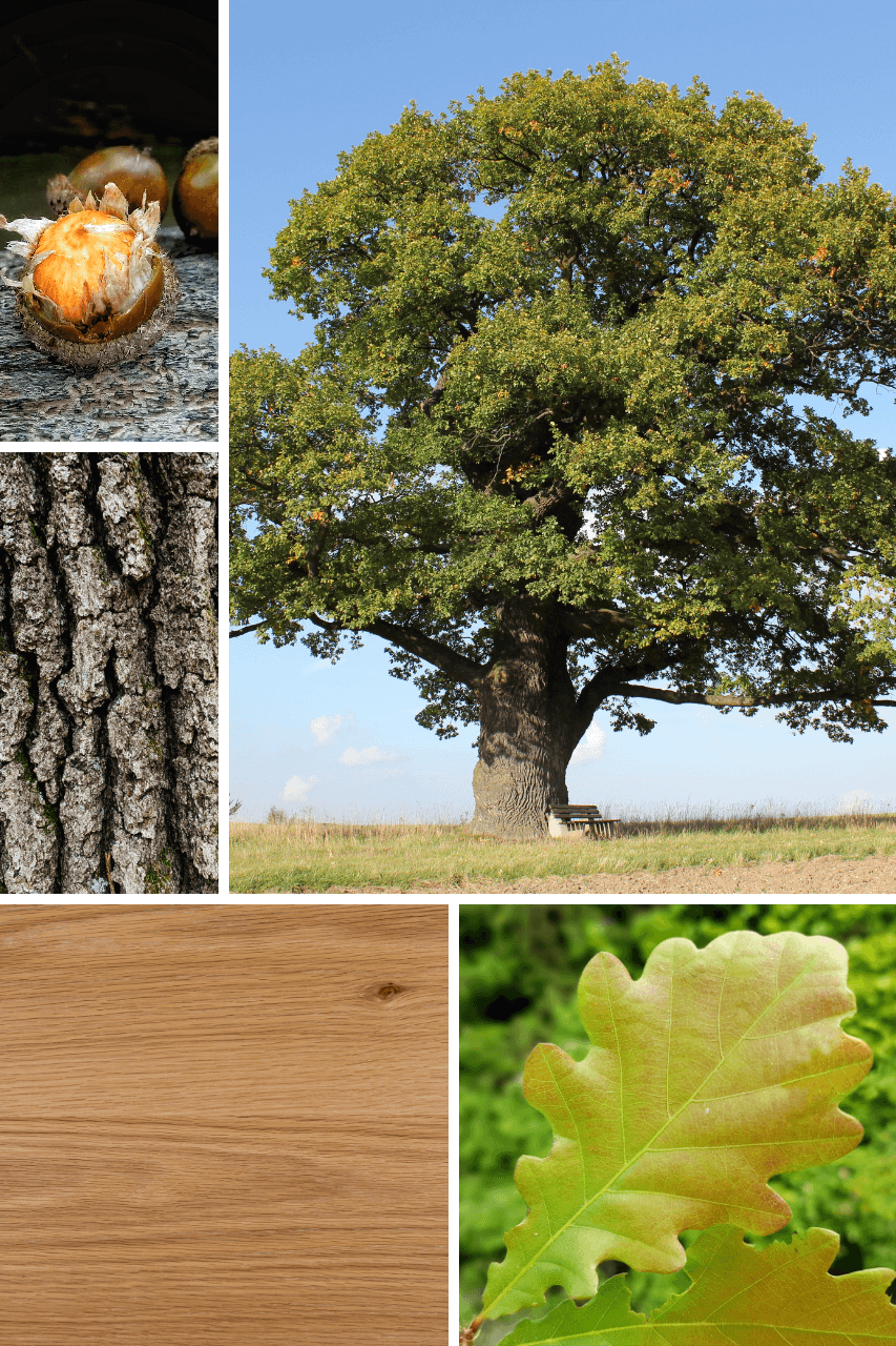 Die Eiche ist ein mächtiger Baum mit Eicheln als Frucht. Das Holz, das dargestellt wird ist besonders.