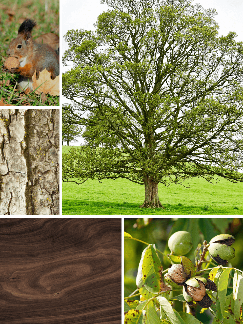 Der Nussbaum ist ein besonderer Baum. Es entstehen besondere Hölzer.